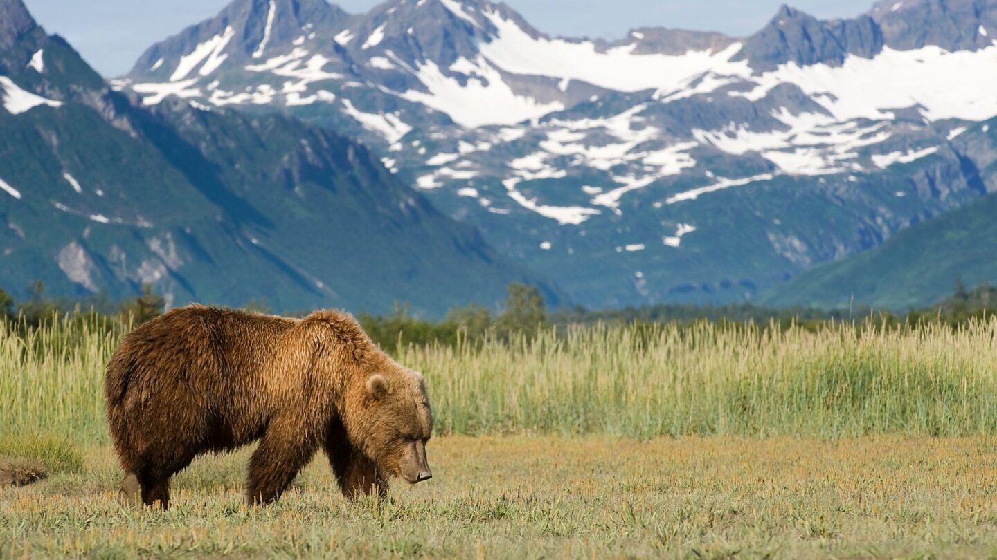 <p>Alaska offers a chance to see brown bears in their rugged home. At places like Katmai National Park, you can safely watch these powerful creatures fish for salmon or wander across the landscape. It's a powerful experience that fills you with awe for the wild world.</p>