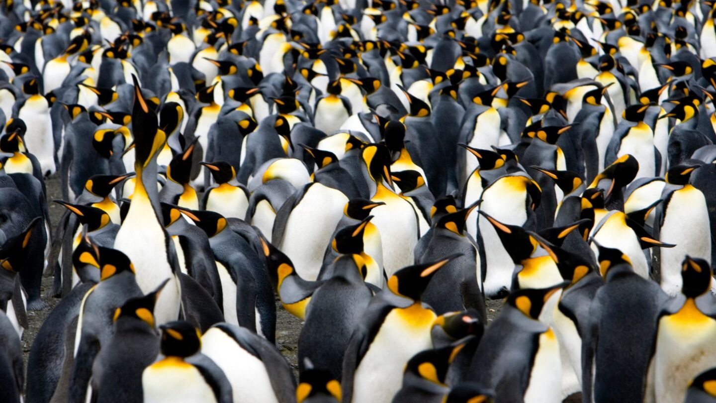 <p>A trip to Antarctica to see emperor penguins is an epic journey. Watching thousands of penguins in their icy home is a thrilling experience that you may not find anywhere else. These expeditions reveal the extreme conditions of Antarctica and the incredible resilience of its wildlife.</p>