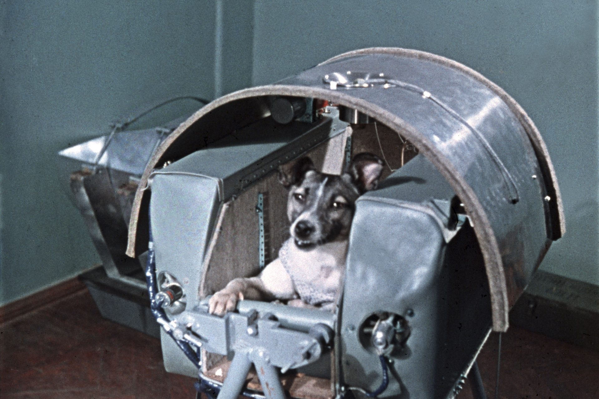 Animals in space! The unsung heroes of cosmic exploration