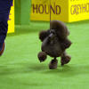 Russia makes key gains around Kharkiv and Sage the miniature poodle wins best in show: Morning Rundown<br>