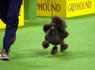 Russia makes key gains around Kharkiv and Sage the miniature poodle wins best in show: Morning Rundown<br><br>