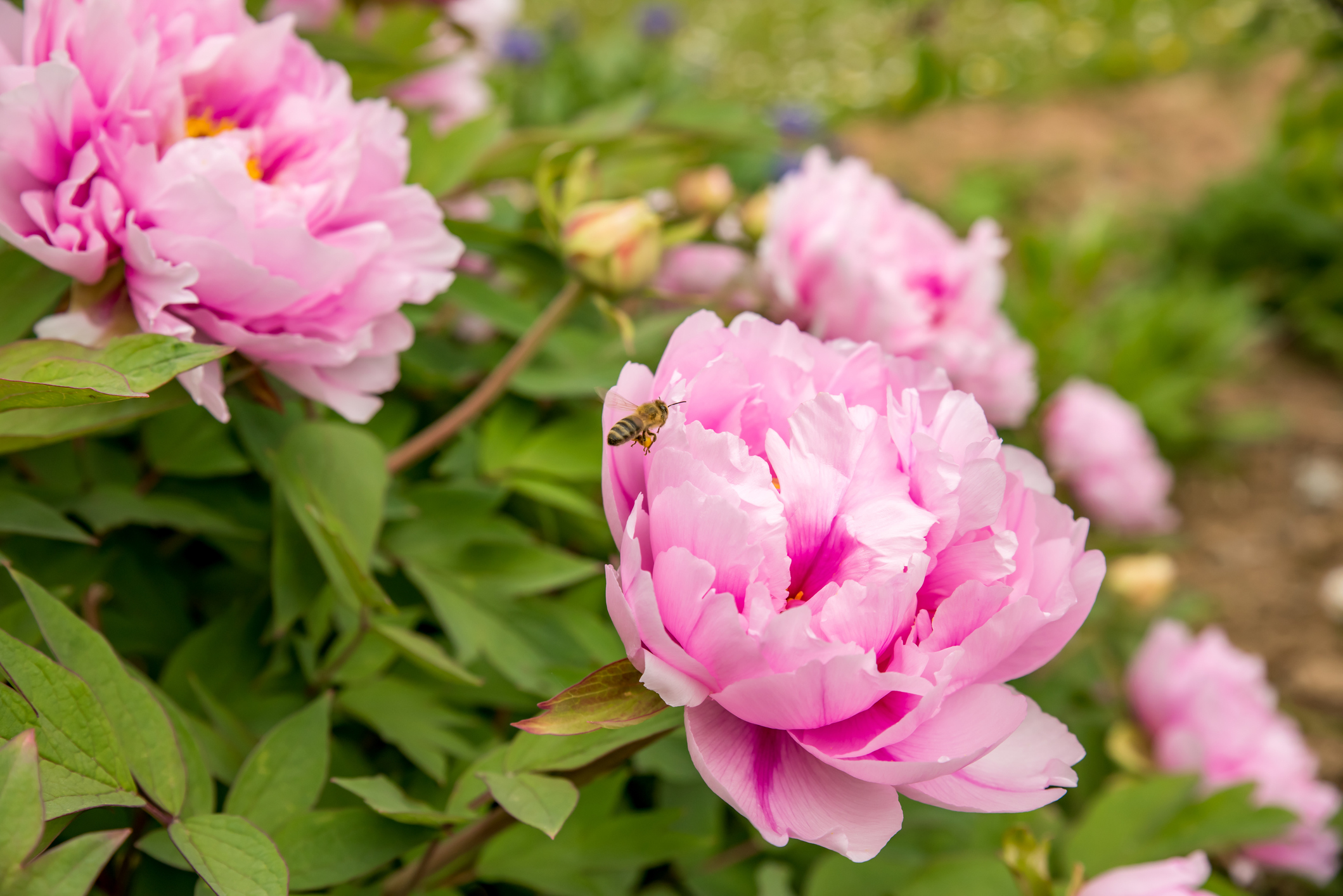 Пионы в цвету фото 12 Pretty June Flowers That Welcome Summer