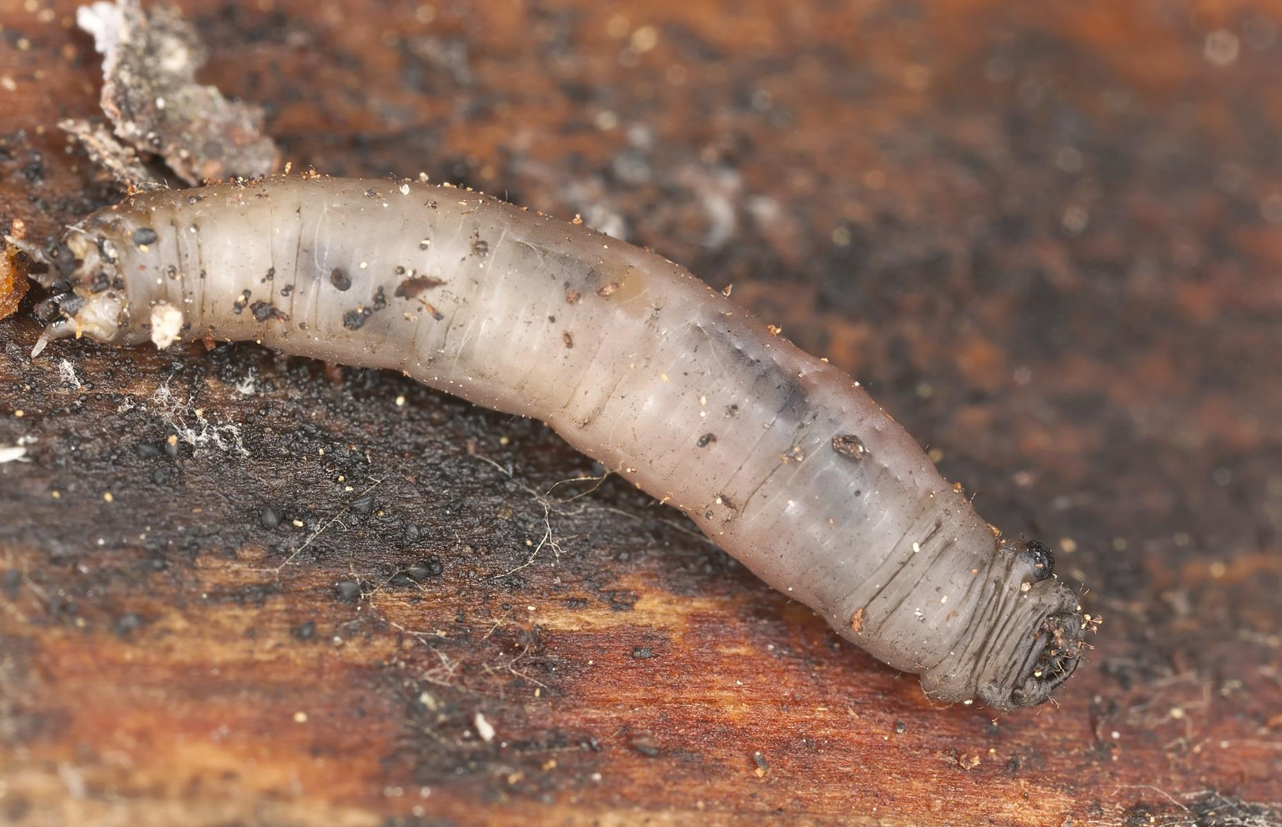 Essential tips for eliminating backyard pests for good