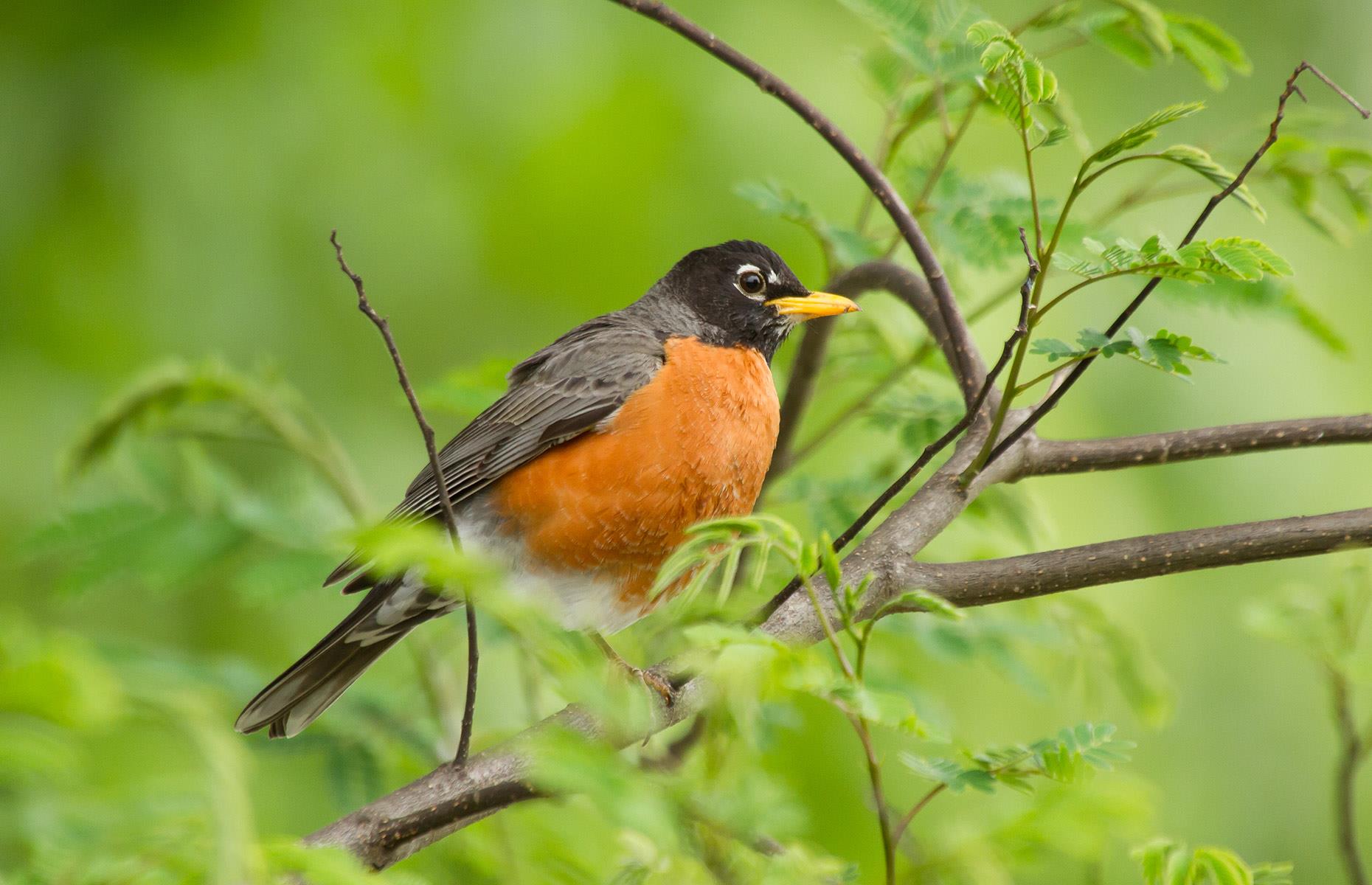 How to really get rid of backyard pests