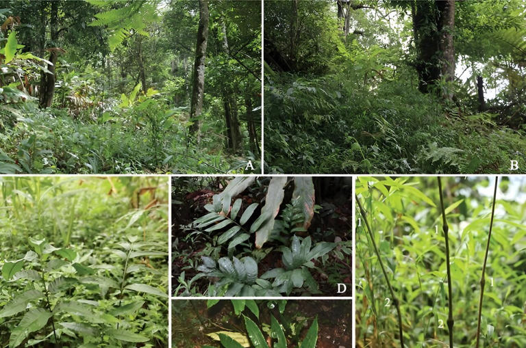 Angiopteris nodosipetiolata Ting Wang tris, H.F.Chen & Y.H.Yan  (A, B: the habitat; C, D, E: lamina; F: portion of stipes showing pulvini; G: rhizome;  H, I: sporangia; J: pinnae backside, showing a dense covering of hairs; K: exospores; L: petiole scales.). Credit: Chen Hongfeng
