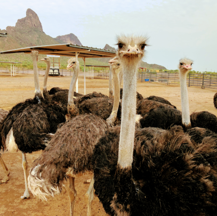 Rooster Cogburn Ostrich Ranch/Google Reviews