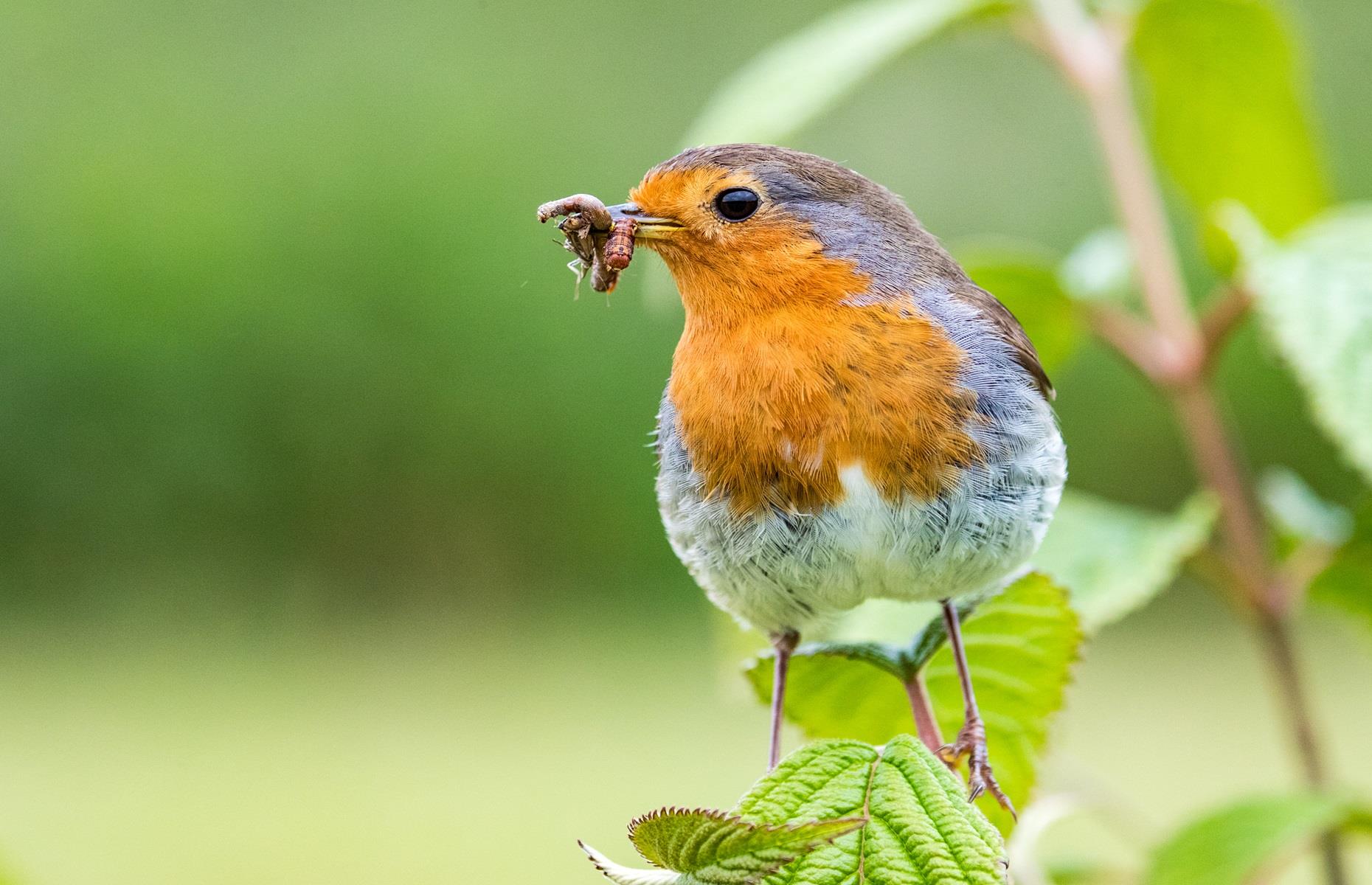 18 common pests that attack your backyard
