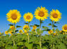 Why Do Sunflowers Droop? Plus Expert Tips for Making Them Stand Tall<br><br>