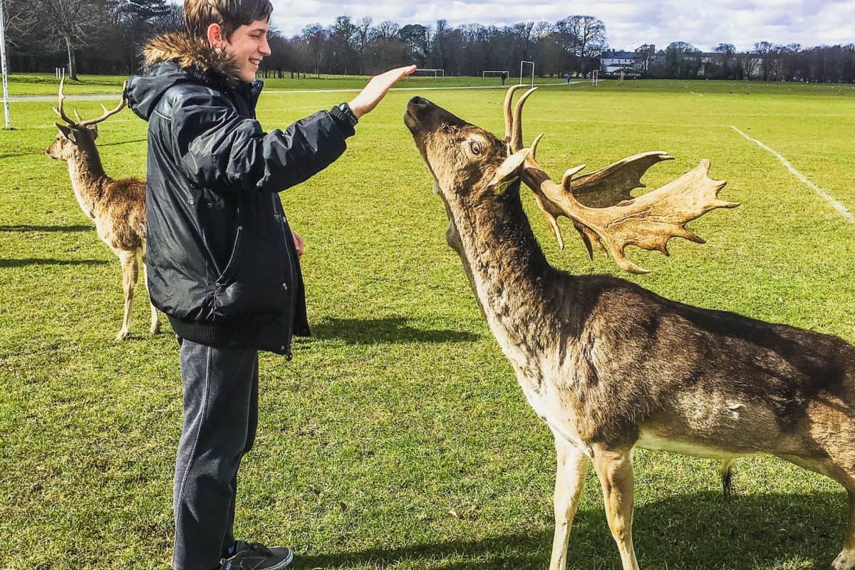 <p>Tame deer are living in Phoenix Park in Dublin. We loved petting them, watching them, and enjoying being an eyewitness to nature.</p><p>Because the deer move around the park, they are easiest to visit if you have a car. You can drive around to find them and then interact with them.</p><p>We made the mistake of having food with us when we got out. (We were trying to gobble our lunch.) The deer were a little aggressive to get to the food. We quickly put it back in the car and then had a great time. My boys thought it was the highlight of the trip.</p><p>You will probably want to hold tiny kids.</p><p><em>Plan on 30-45 minutes.</em></p>
