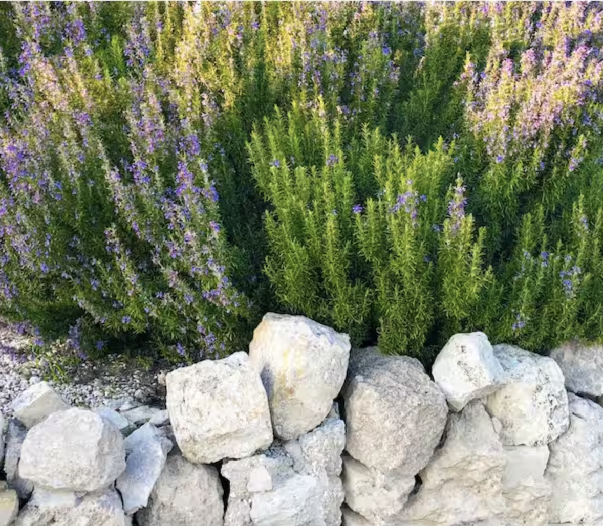 These Front Door Plants Make for the Prettiest Entrance to Your Home