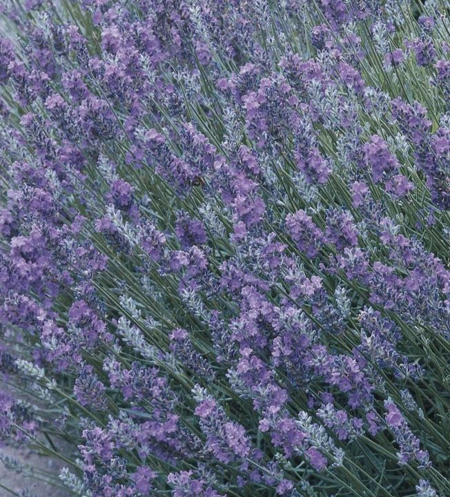 These Front Door Plants Make for the Prettiest Entrance to Your Home