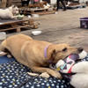 Dogs Who Lost Everything In Flood Get New Toys To Make Them Smile<br>