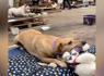 Dogs Who Lost Everything In Flood Get New Toys To Make Them Smile<br><br>