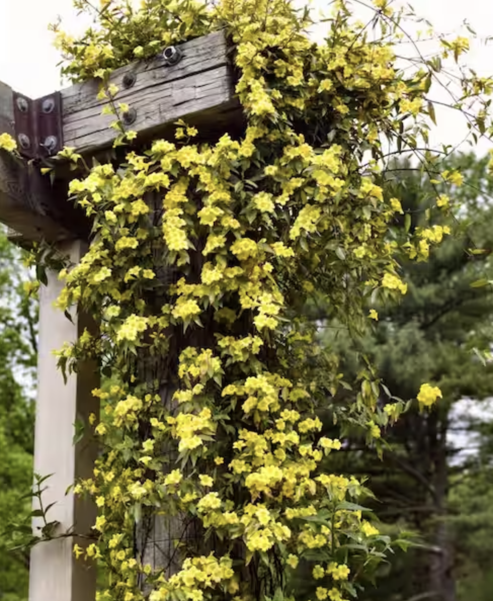 These Front Door Plants Make for the Prettiest Entrance to Your Home