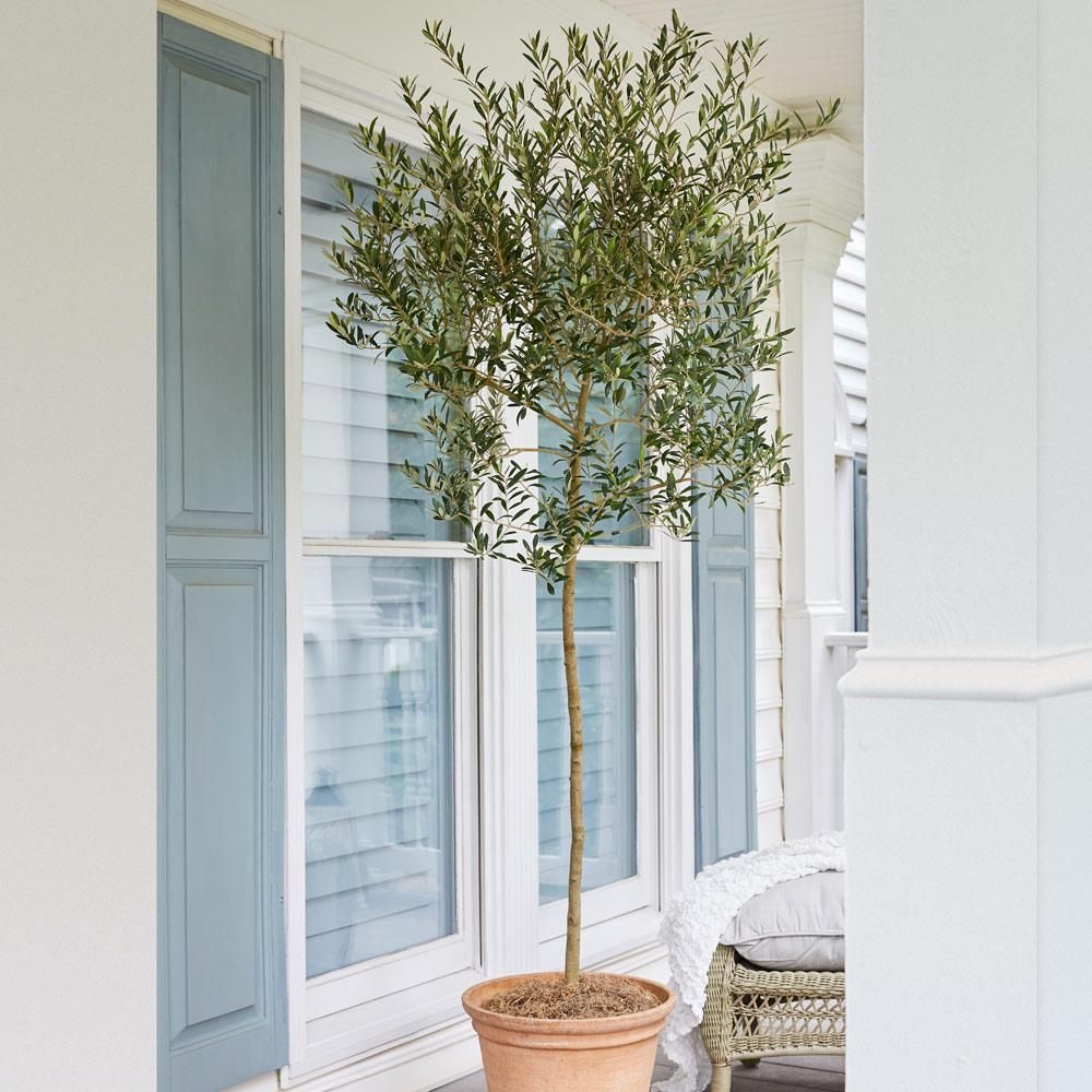 These Front Door Plants Make for the Prettiest Entrance to Your Home