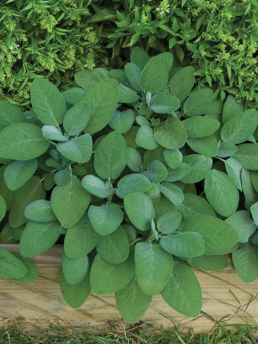 These Front Door Plants Make for the Prettiest Entrance to Your Home