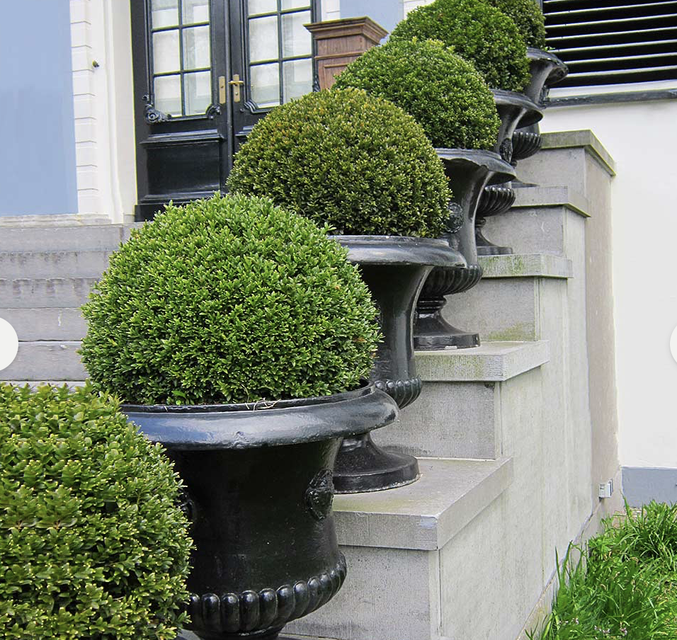 These Front Door Plants Make for the Prettiest Entrance to Your Home