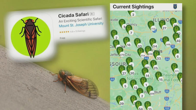 Cicada safari app helping researchers learn more about the bug