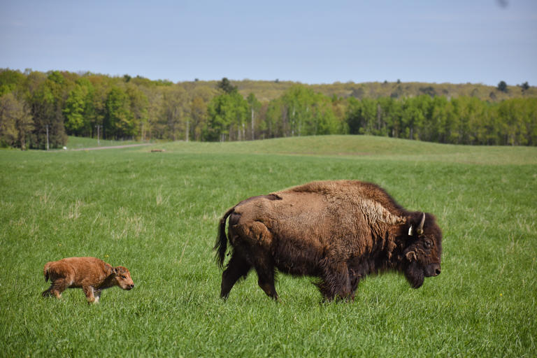Belwin Bison Festival in Afton