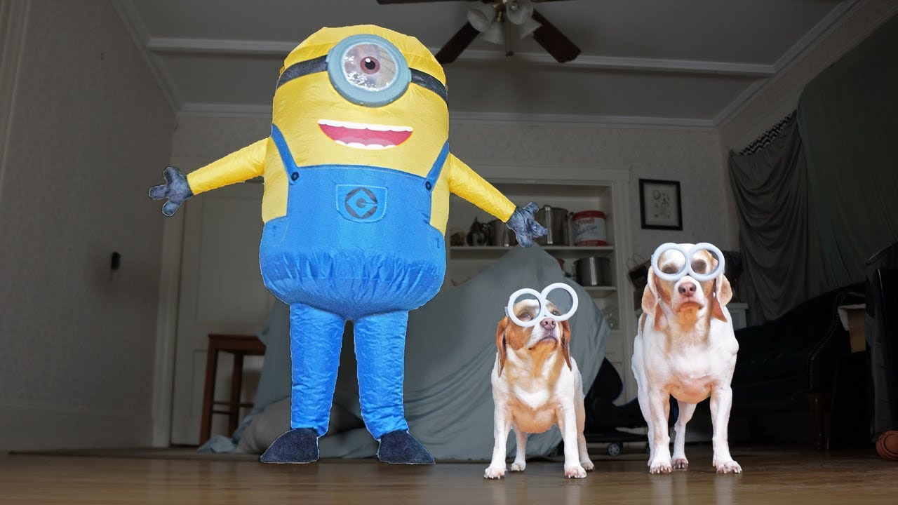 Dogs Vs Giant Minion Prank: Funny Dogs Maymo, Penny, & Potpie