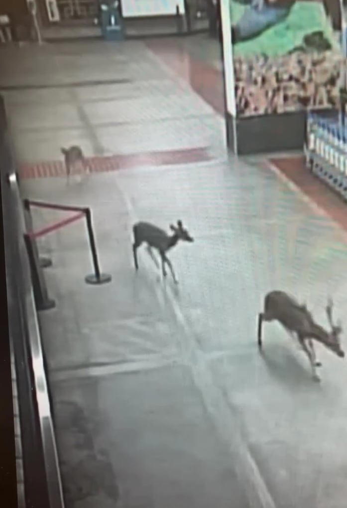 Video of wild deer running through Maui airport prompts new concern ...