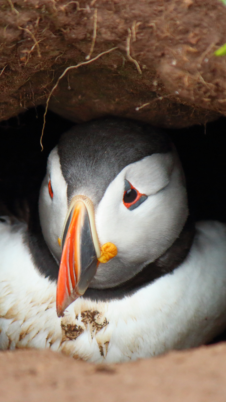 All about Puffin; the cutest bird on the planet