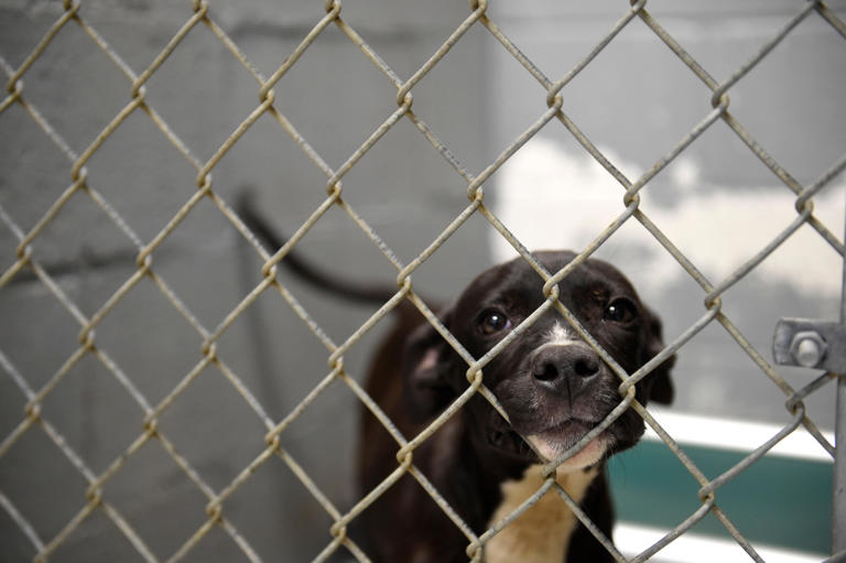 Augusta volunteer, officials question need for Best Friends at animal ...