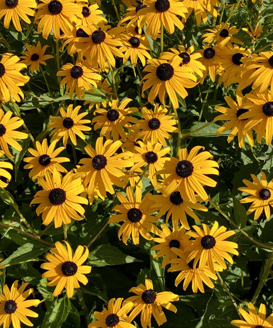 Black-Eyed Susan