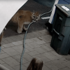 Cougar Runs Right Up To Washington Family Sitting In Their Backyard<br>
