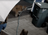 Cougar Runs Right Up To Washington Family Sitting In Their Backyard<br><br>