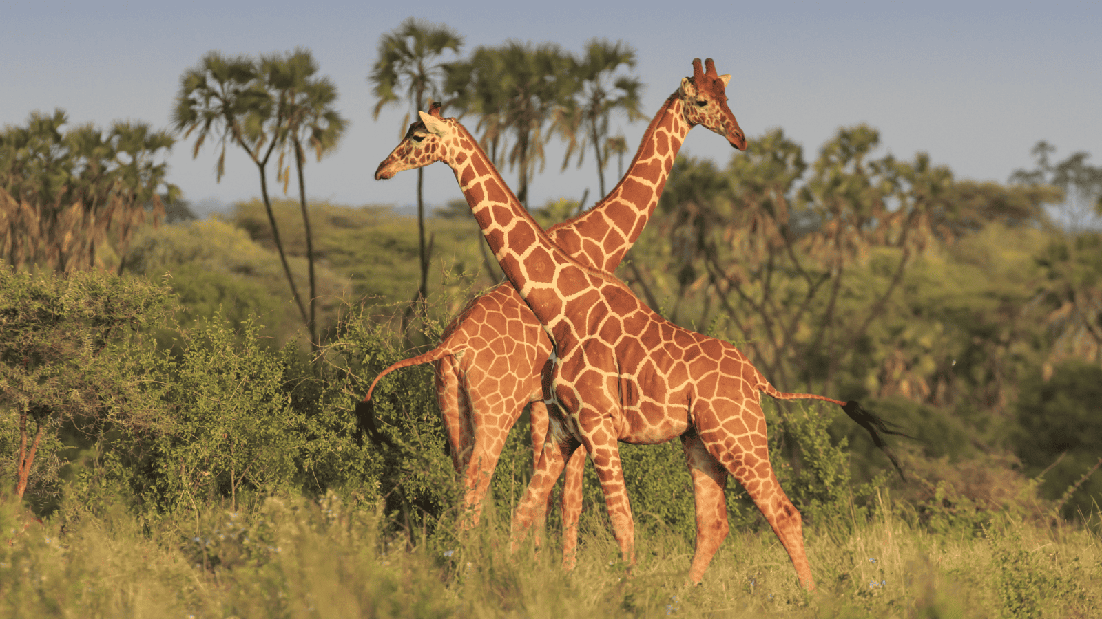 <p>Savor the African wilderness without sacrificing luxury on an 8-day <a href="https://skysafari.com/kenya/kenya-8-day-safari/" rel="nofollow external noopener noreferrer">SkySafari</a> excursion. For eight days, guests are immersed in picturesque scenery and exhilarating activities. </p><p>The safari lets you see Africa’s finest views, from Meru National Park to Loisaba. SkySafari specializes in wildlife sightseeing, so expect a memorable vacation.</p>