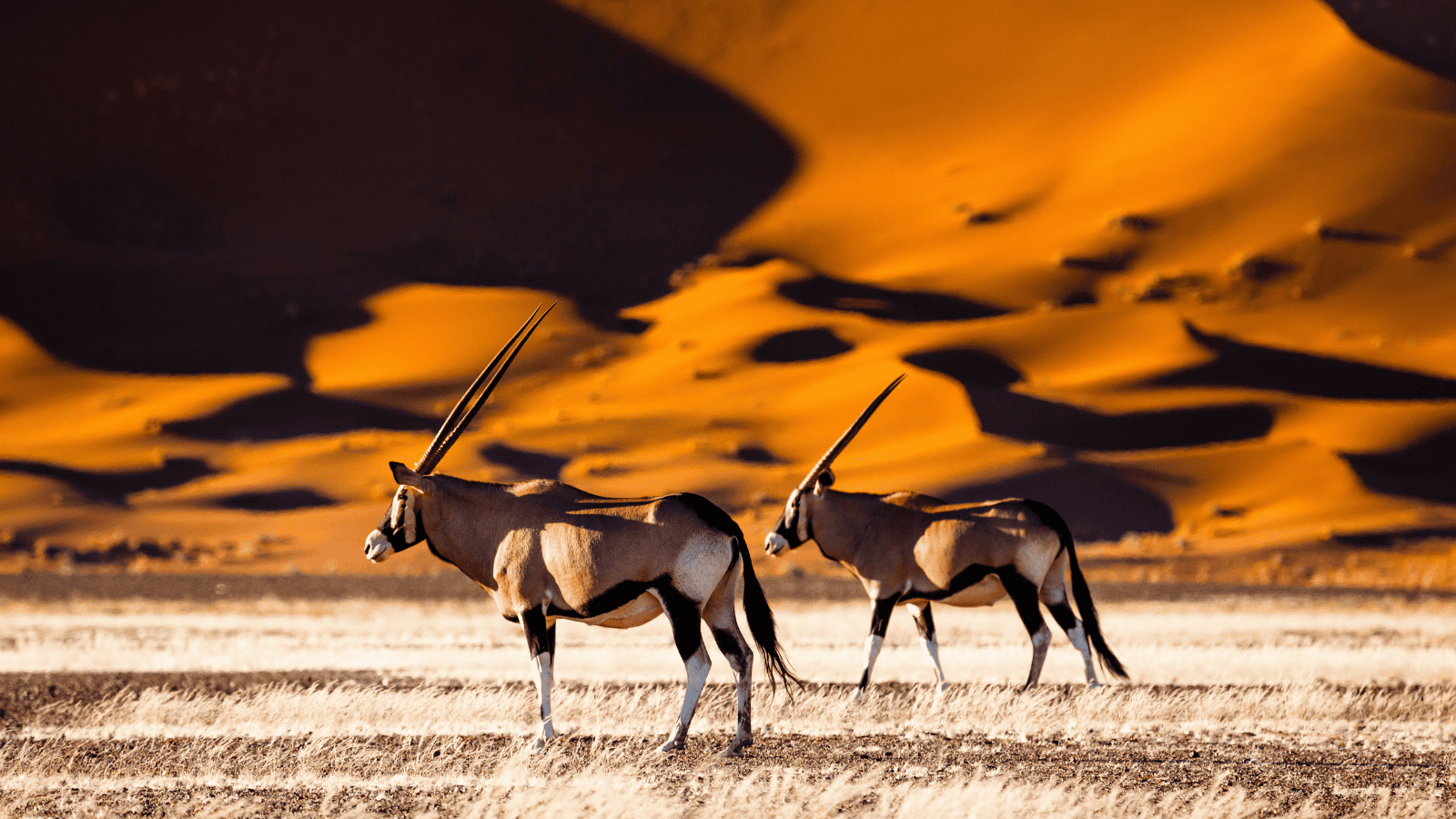 <p>Uncover Namibia’s rich cultural heritage and natural wonders on the 10-Day Best of Namibia Safari. The thrilling <a href="https://wild-wings-safaris.com/tours-and-safaris/10-day-best-of-namibia-safari" rel="nofollow external noopener noreferrer">Wild Wings Safaris</a> excursion will allow you to see towering dunes, quaint coastlines, and pristine scenery. Spot animals like seals, elephants, and lions while traveling throughout the Skeleton Coast and Etosha National Park.</p>