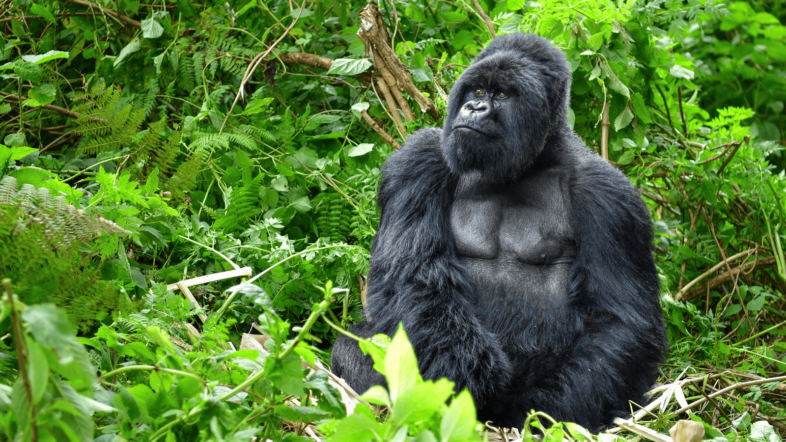 <p>Have you always wanted to observe gorillas in their natural habitat? Bring your dreams to life with <a href="https://www.wildrwandasafaris.com/uganda/6-days-uganda-gorilla-safari" rel="nofollow external noopener noreferrer">Wild Rwanda Safaris</a>. </p><p>It offers an excellent six-day itinerary through some of the best African national parks for wildlife watching. You’ll have the rare chance to see mountain gorillas and chimpanzees, and you may also spot hippos and lions. </p>