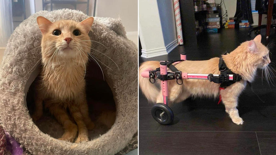 Paralyzed cat in Texas up for adoption seeks 