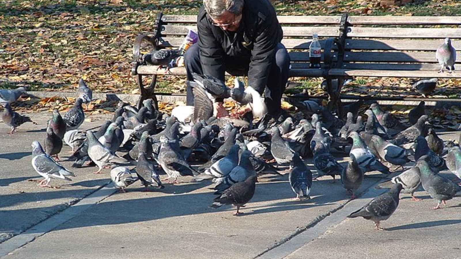 <p>Sure, feeding pigeons might seem like a harmless pastime. But in Venice, it’s banned. Why? Because pigeons, despite being photogenic, are also monument-destroying fiends. Keep your snacks to yourself here.</p>