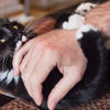 Why is my cat play biting? A behaviorist reveals 3 reasons<br>