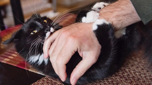 Why is my cat play biting? A behaviorist reveals 3 reasons<br><br>