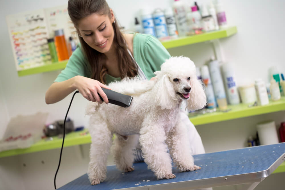<p>You can groom dogs at home and create a schedule that works for your family. However, you'll need to check with your city, county or township to make sure your home can be used as a business for this purpose. You'll also have an upfront cost for grooming equipment.</p>