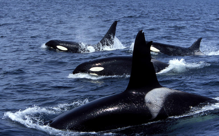 A subpopulation of orcas in the Strait of Gibraltar (not pictured) have interacted with roughly 700 boats since 2020, causing five of the vessels to sink.