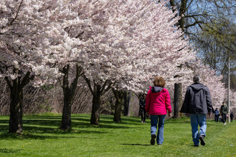 The tourism industry is rolling out a roadmap it hopes will guide more visitors to Canada after the bruising it took during the COVID-19 pandemic. People walk past flowering cherry trees in Centennial Park, in Toronto on Monday, April 22, 2024. THE CANADIAN PRESS/Frank Gunn