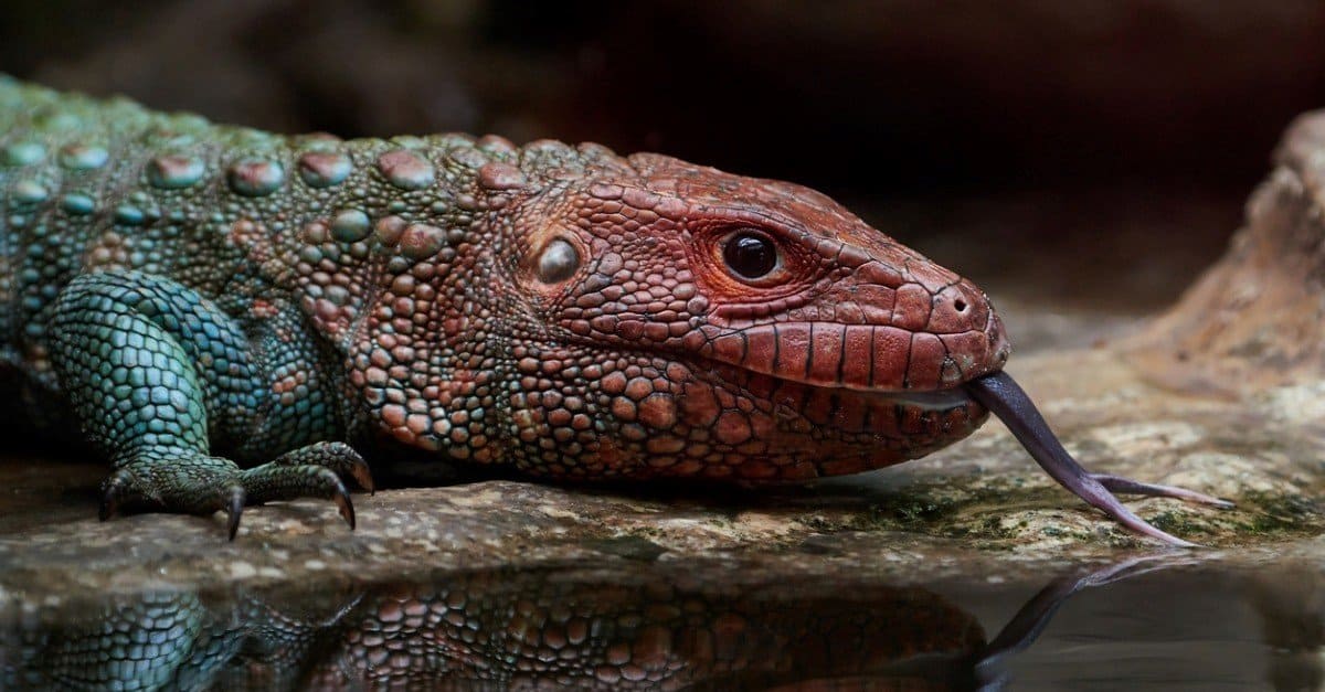 The 10 Best Lizards To Keep As Pets