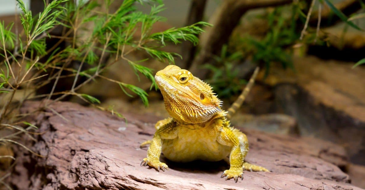 The 10 Best Lizards To Keep As Pets