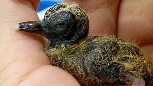Zoo experts hatch one of world's rarest birds to help save them from extinction