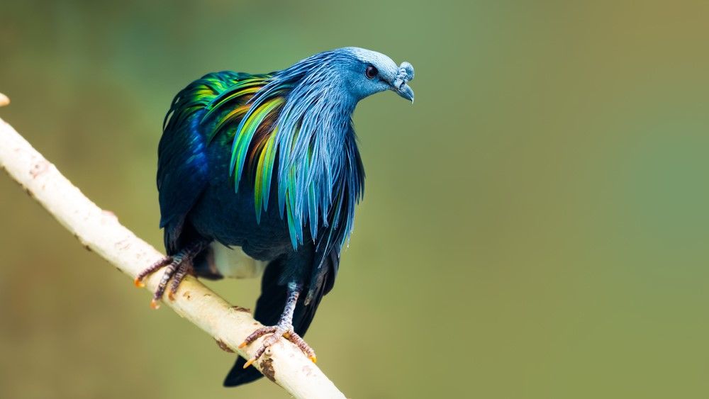 32-of-the-most-colorful-birds-on-earth