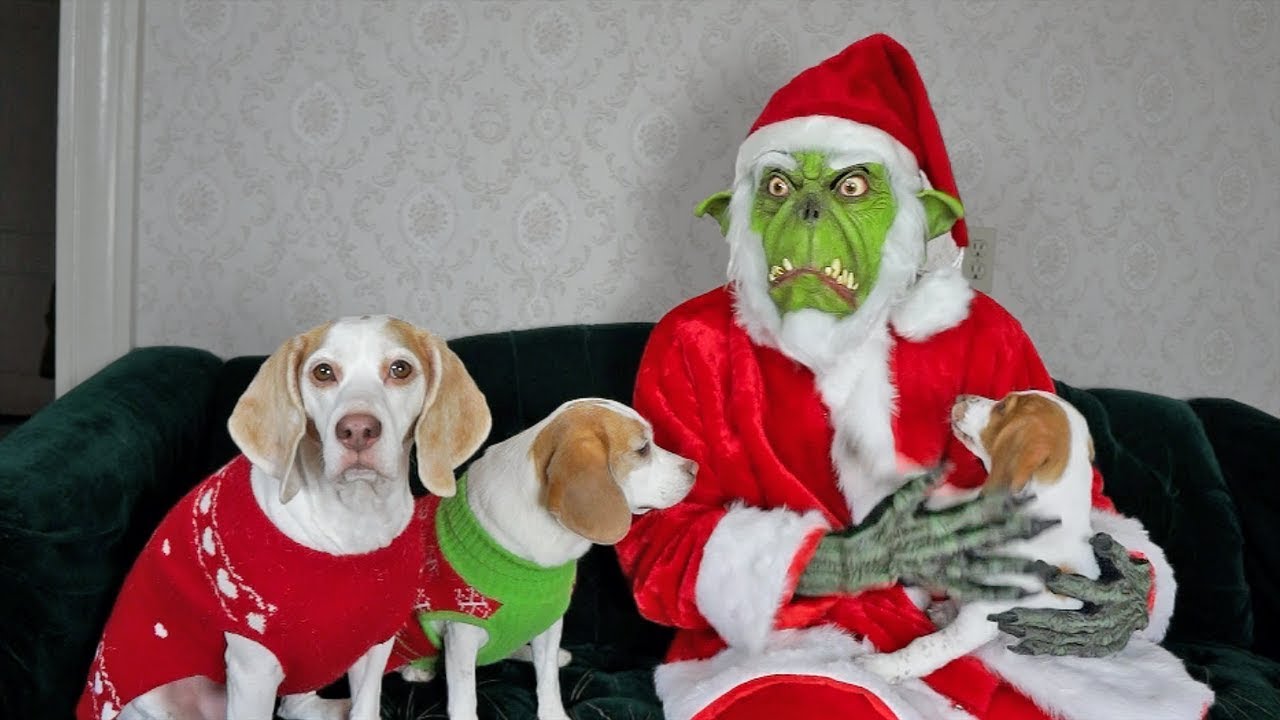 Dogs, Puppy & Grinch Ruin Christmas: Funny Dogs Maymo, Penny, & Potpie