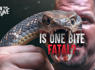 The Most Dangerous Snake Bites (Part 4)<br><br>
