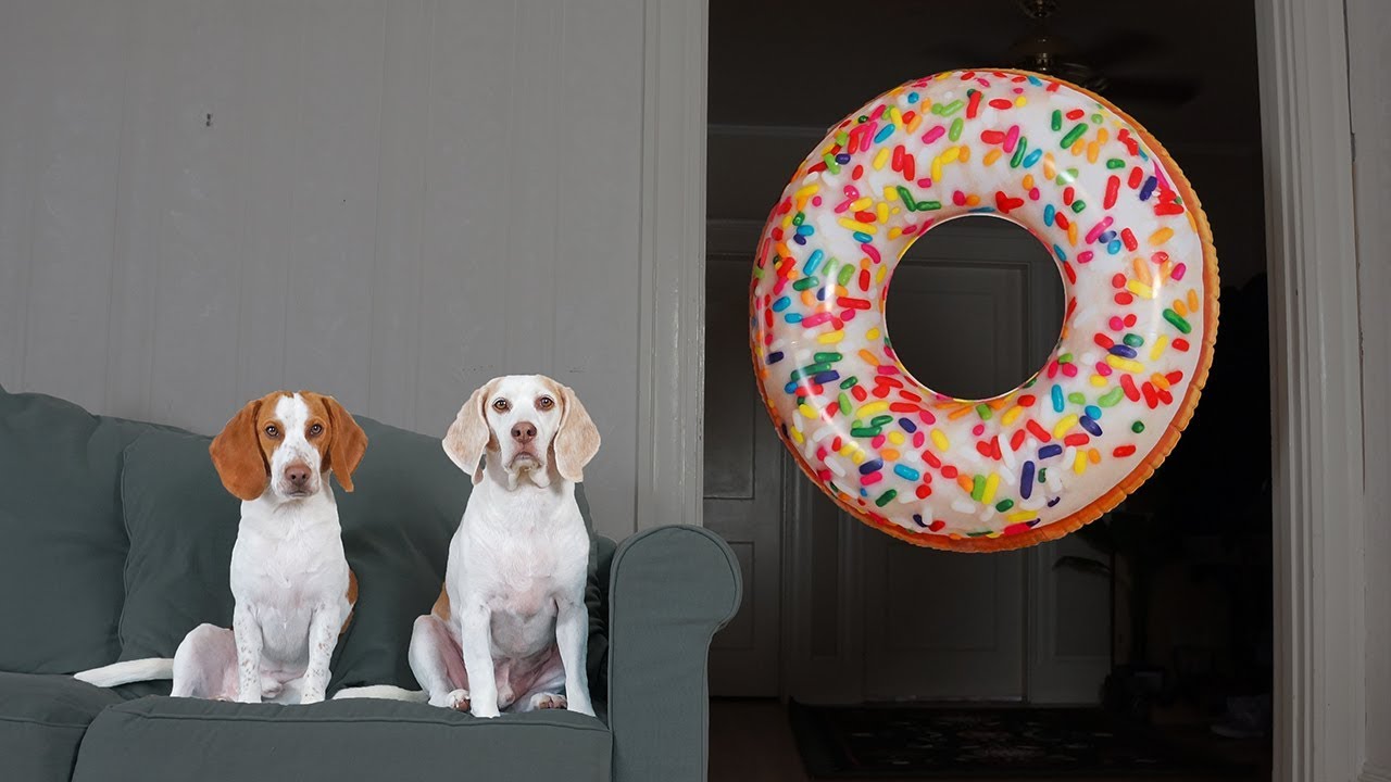 Dogs Vs Giant Donut Prank: Funny Dogs Maymo, Potpie & Penny