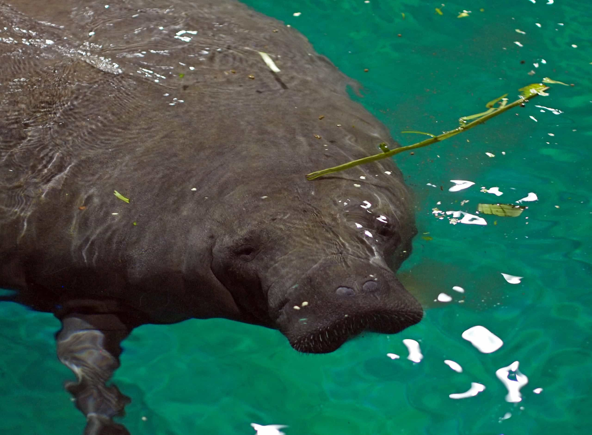 Threats to amazonian wildlife: an overview of endangered species