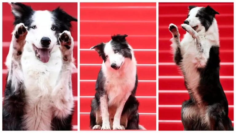Meet Messi, the dog from 'Anatomy Of A Fall' who stole the spotlight at Cannes 2024 red carpet