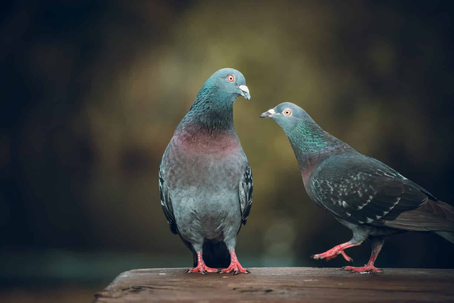 7 Smells Birds Absolutely Hate